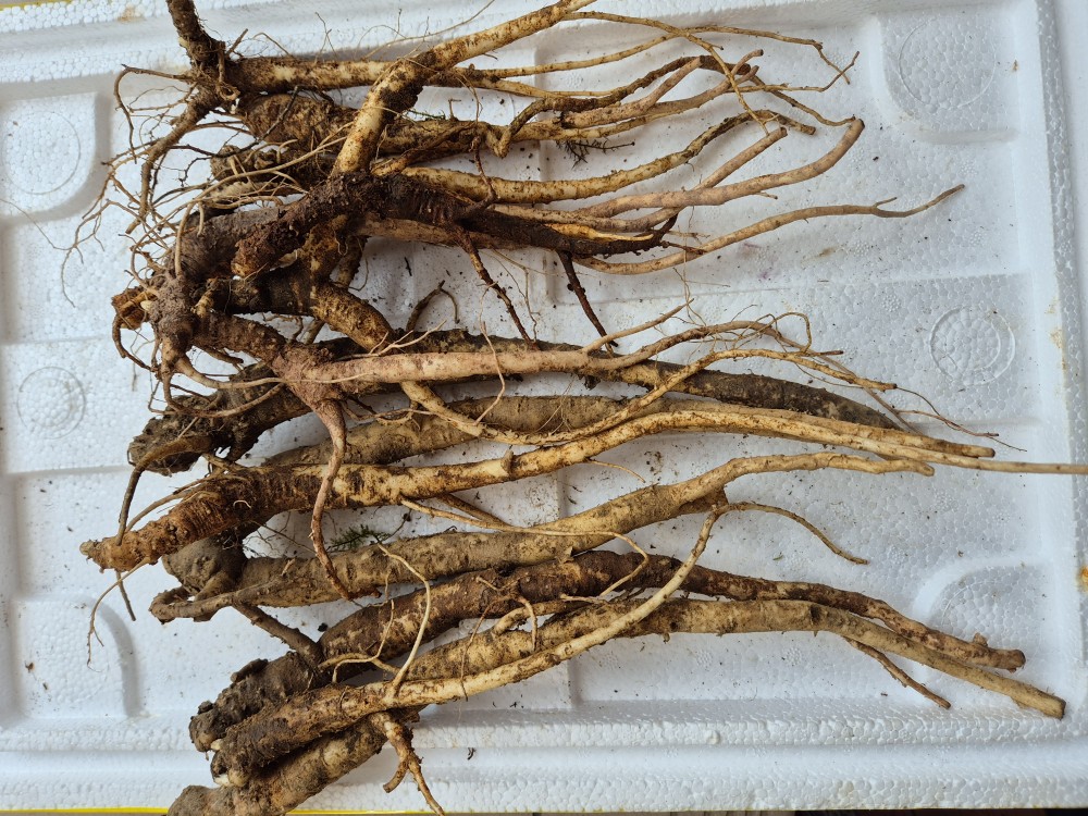 담금용 도라지(가격인?