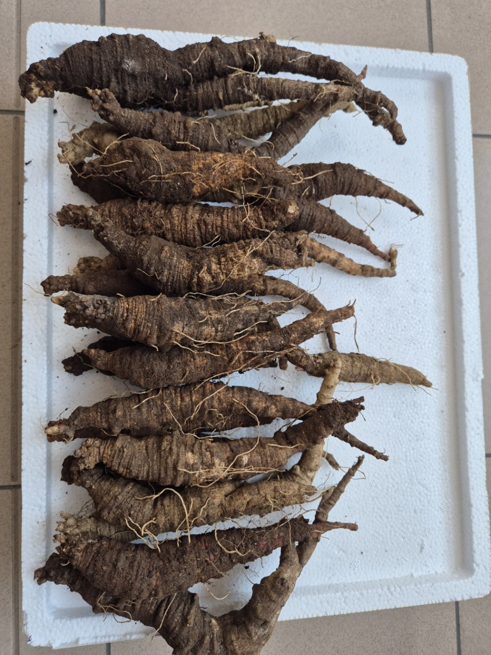 야생 먹더덕/먹지치(담?