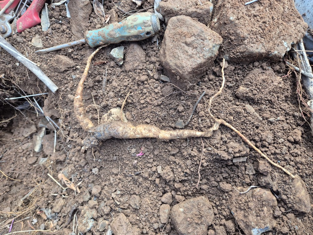 담금용 도라지(먹도라?