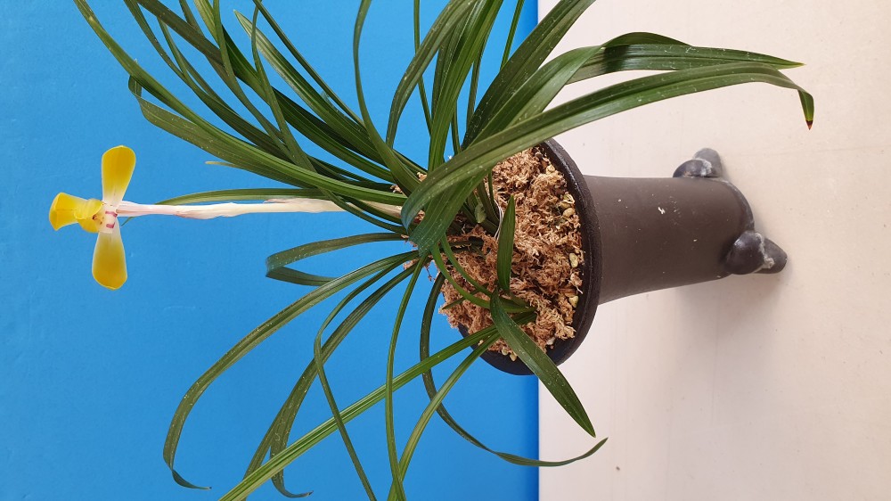 황색이 짙은 주금화