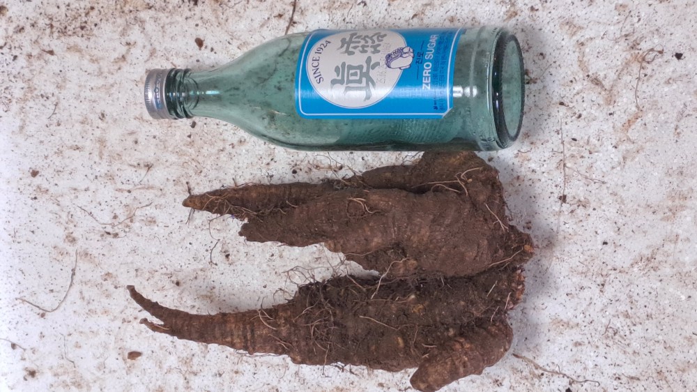 담금용 초대물 더덕(가?