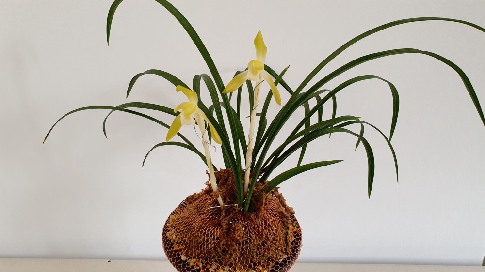 맑고 연한 색소심