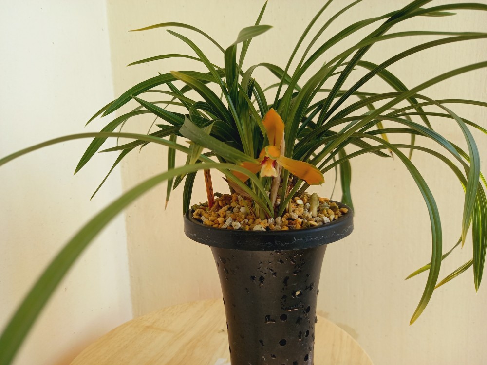 태극선 가격인하(13에?