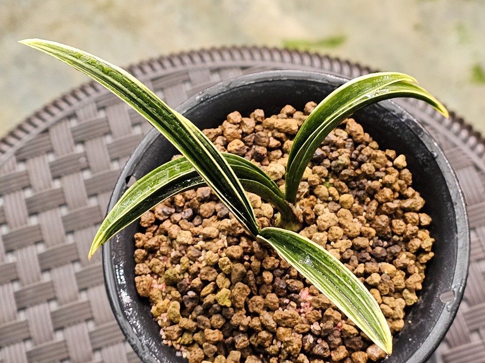 튼튼하게 길러진 단엽?