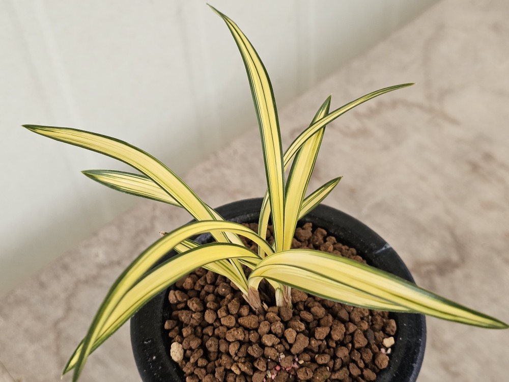 아름다운 아가씨