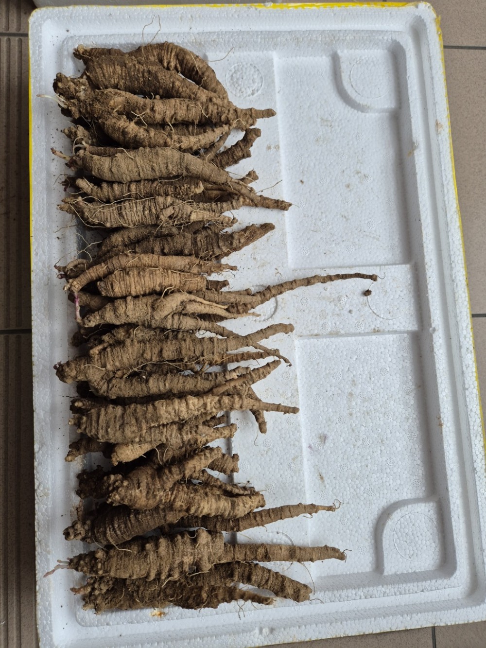 자연산 더덕(식용)