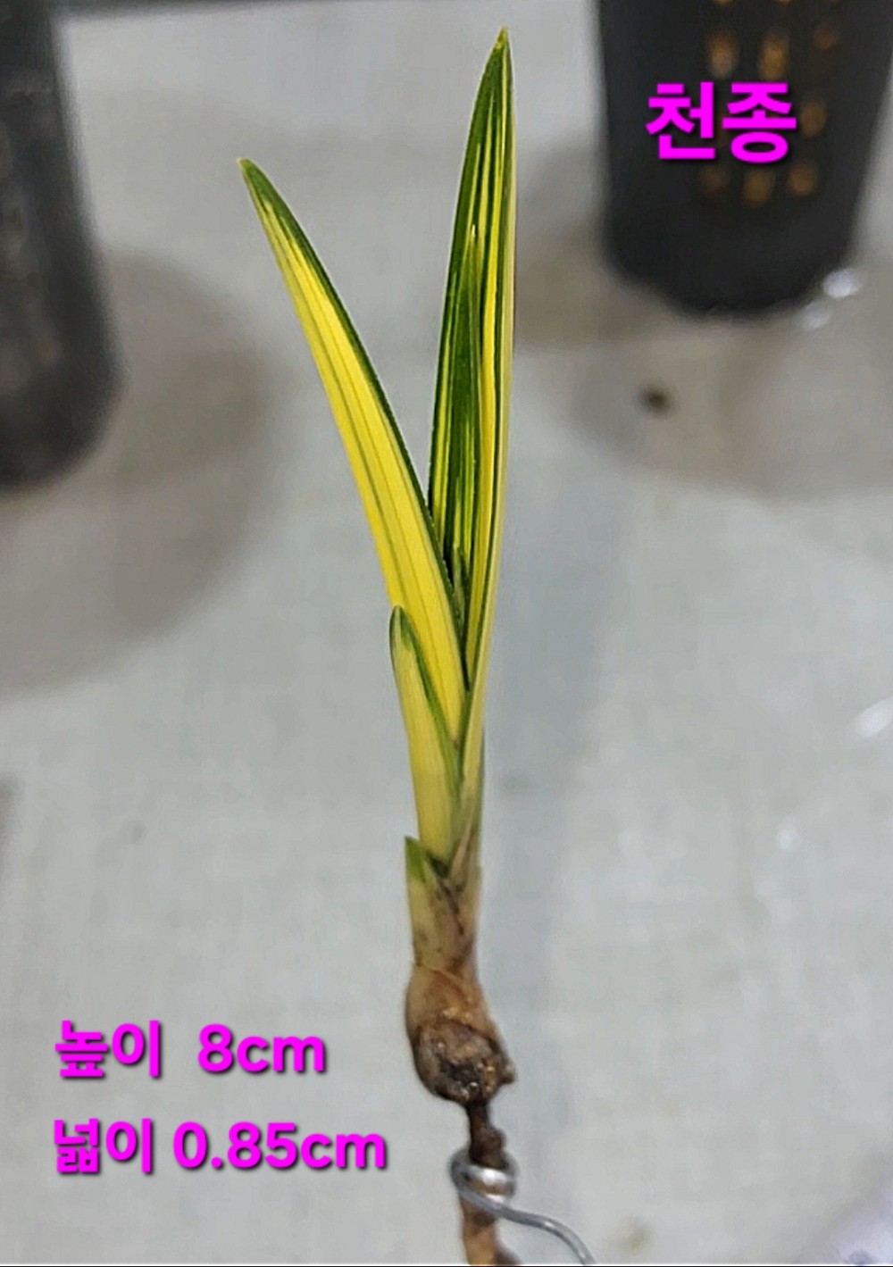 천종☆☆☆☆☆☆☆☆