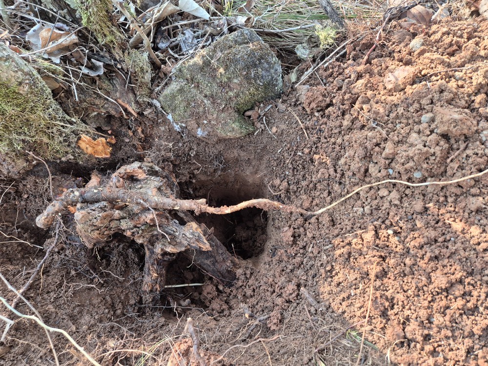 담금용 먹도라지