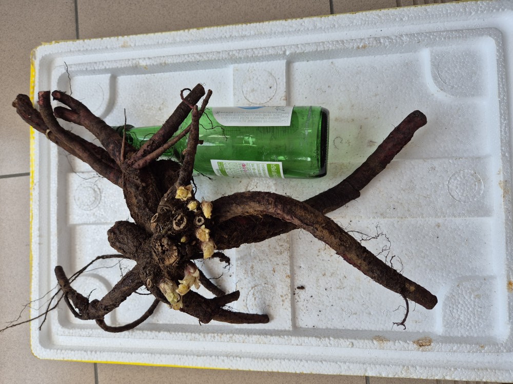 담금용 자연산 대물 지?