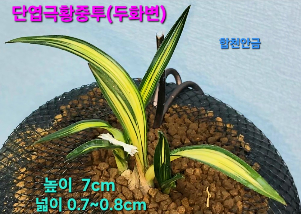 완벽한색대비☆☆☆☆?