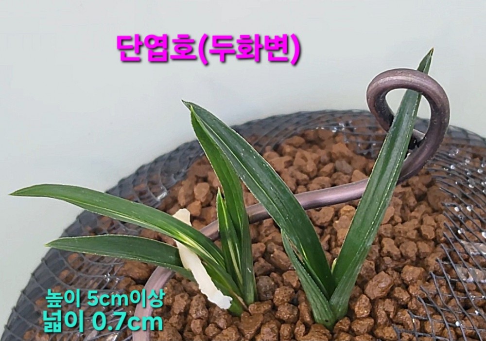 로또품종☆☆☆☆☆♧