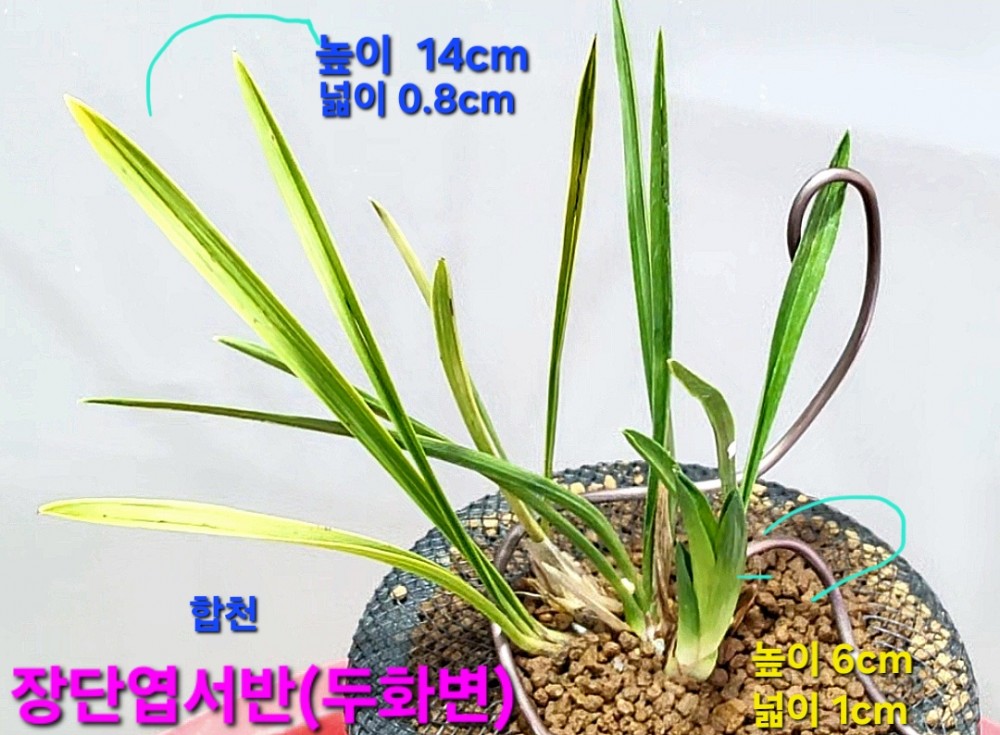 초대물급품종☆☆☆☆?