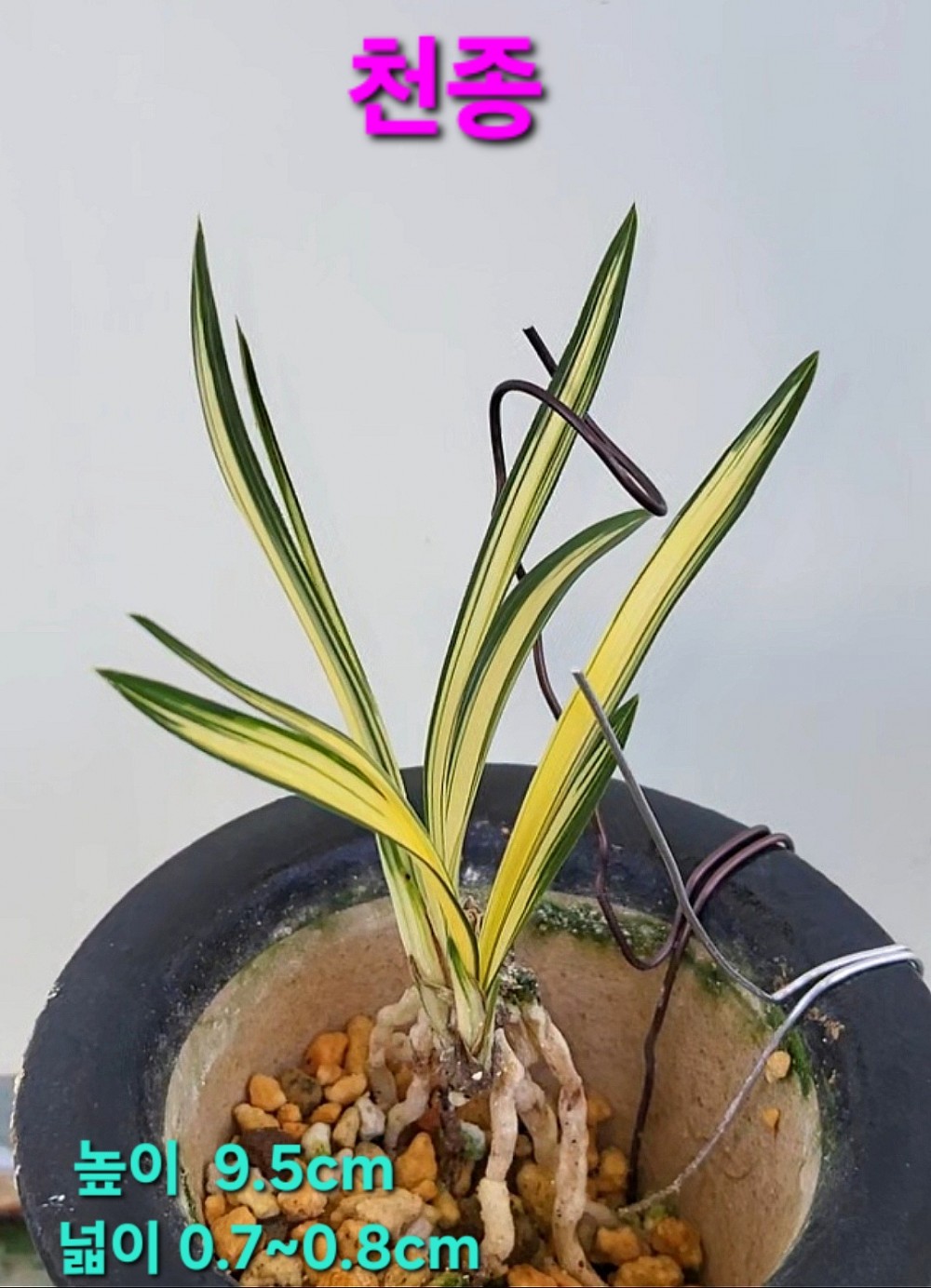 천종☆☆☆☆☆☆☆