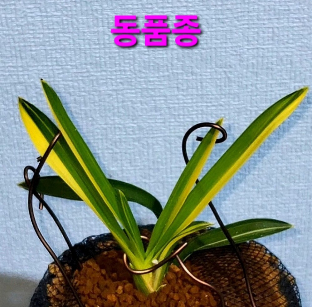 울트라급품종☆☆☆☆?