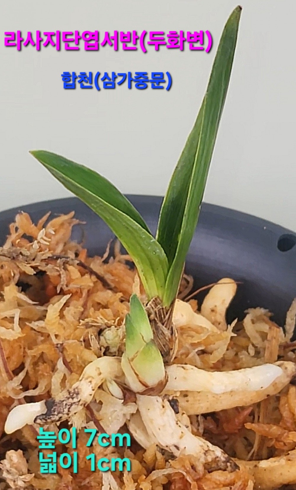 특급/특가품종☆☆☆?