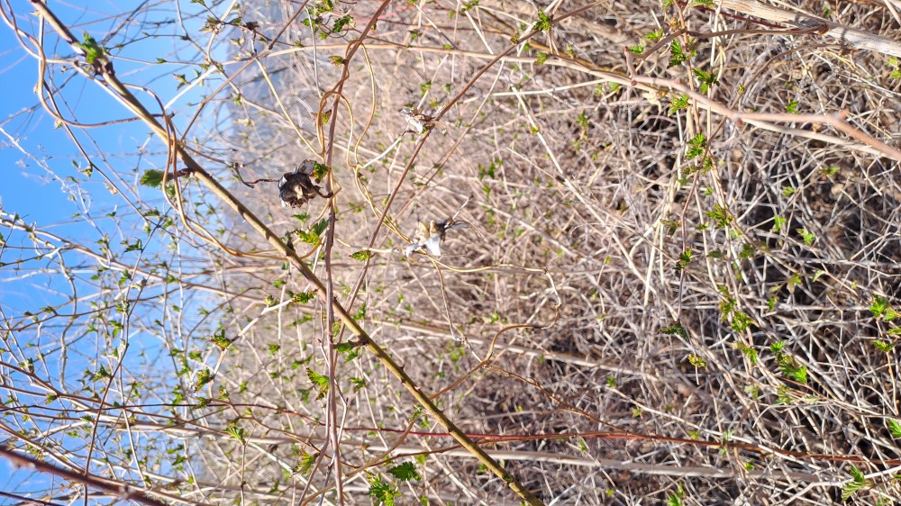 자연산 더덕(담금용, ?