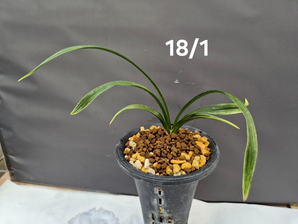 전면산반에이스