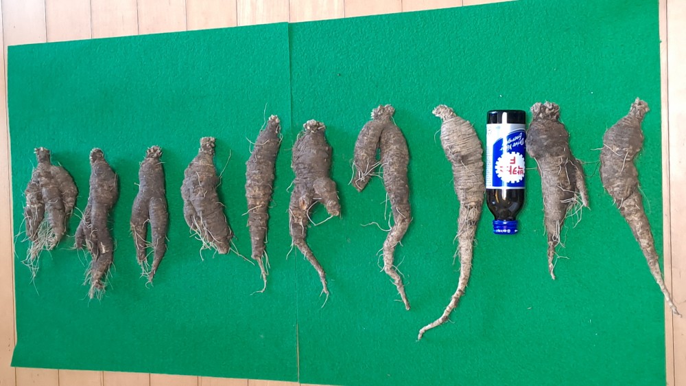 자연산 더덕 2세트