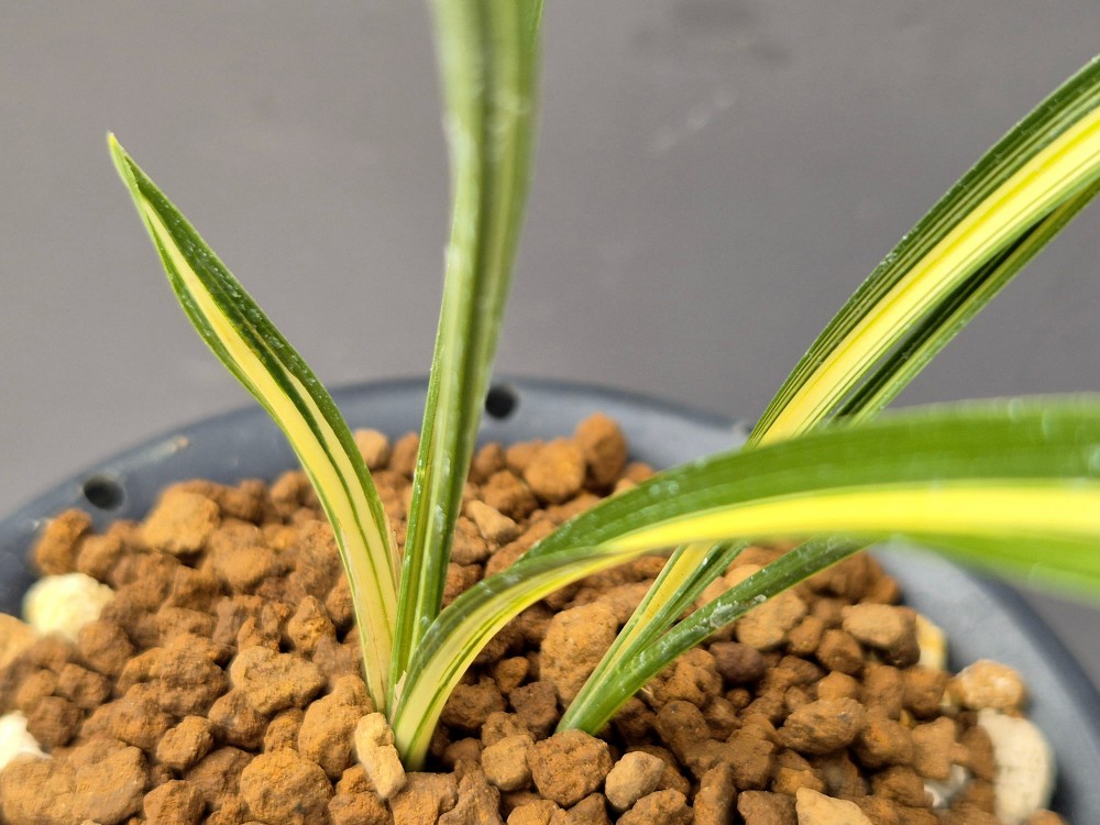 중압중투 종자목