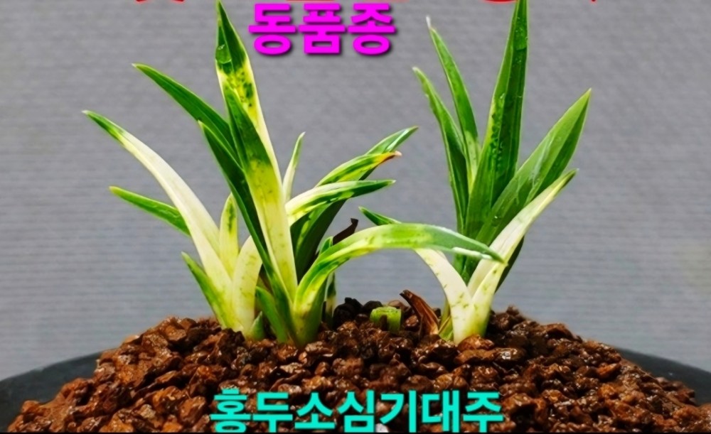 홍두소기대주  ☆☆☆?