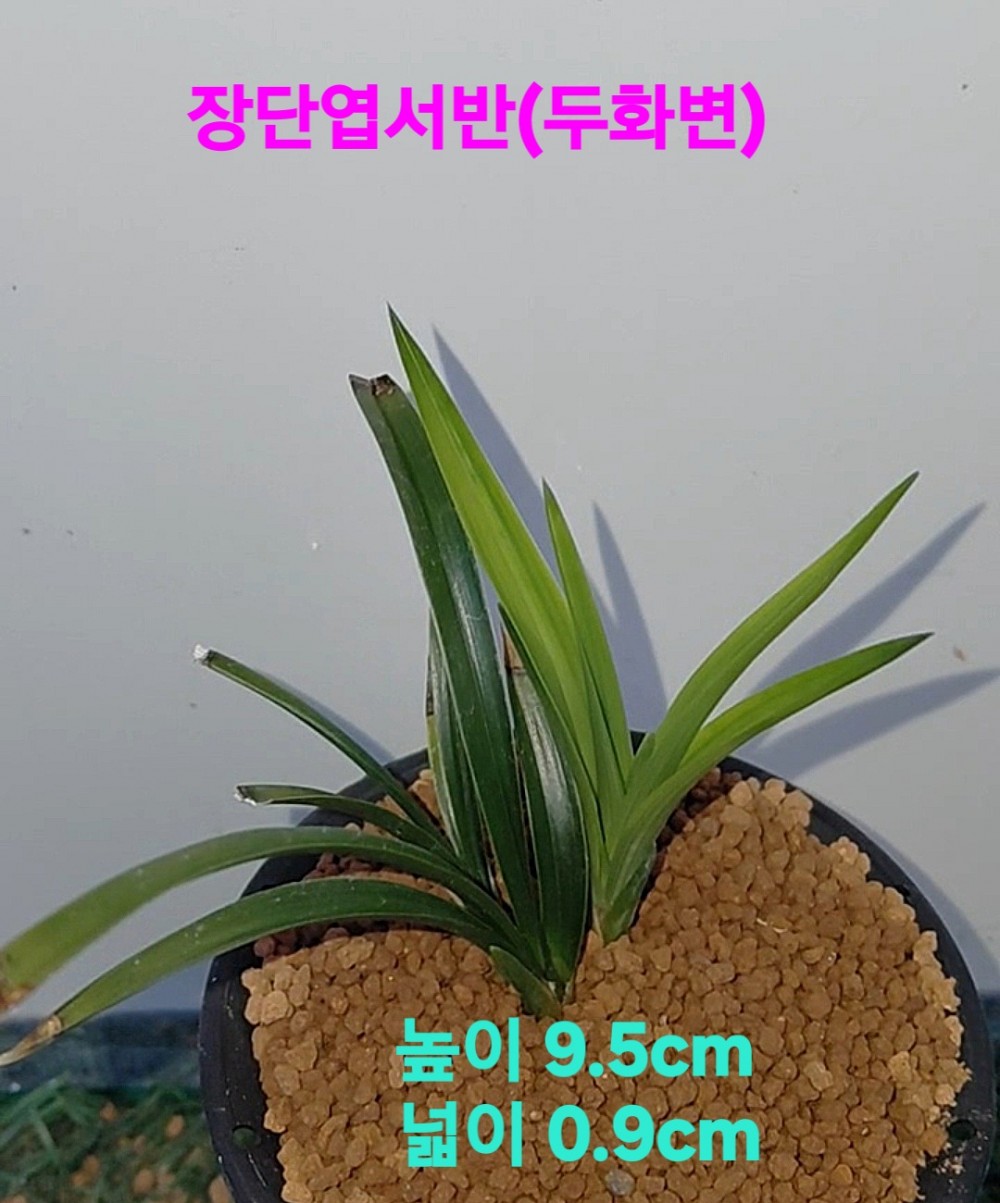 다예품두화기대주☆☆?