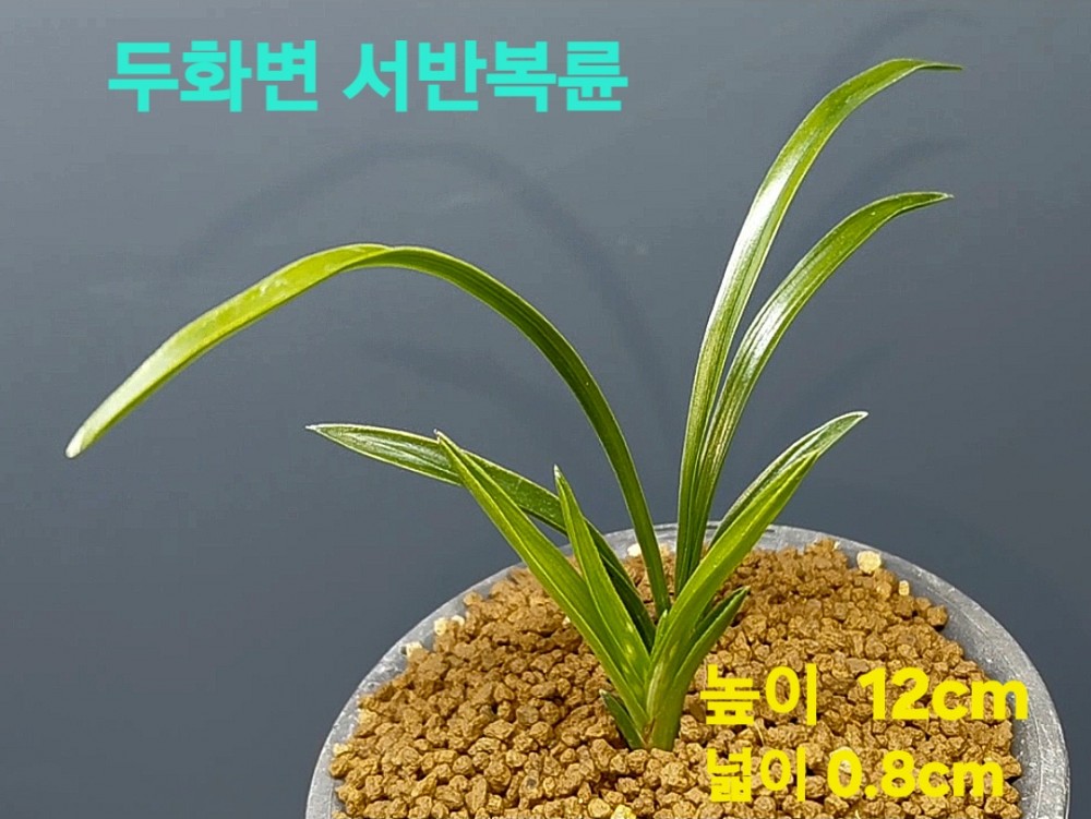 복색두화기대주☆☆☆?