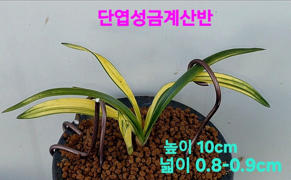 환상적인대물품종☆☆?