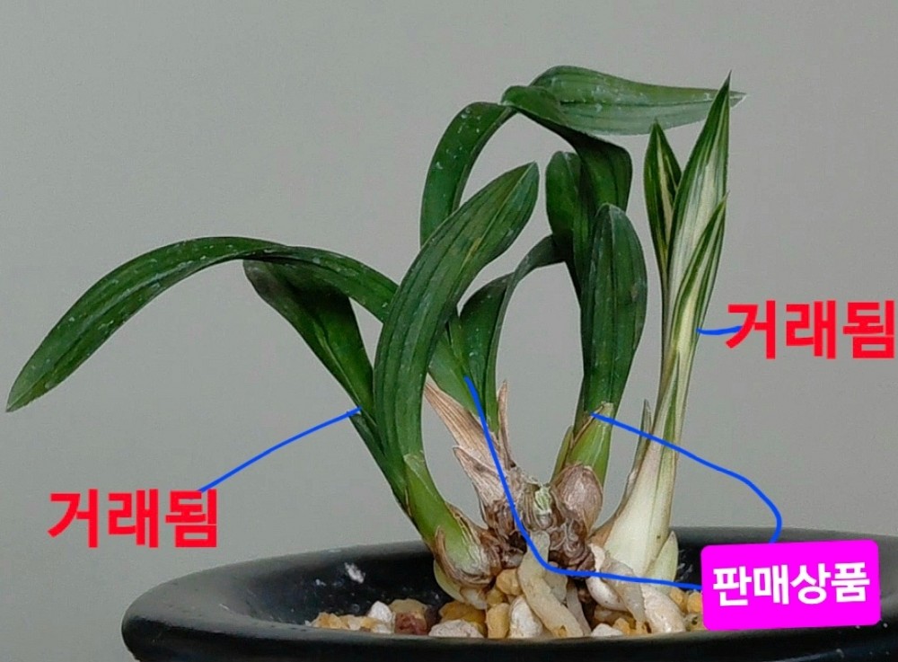 대박난일생일란☆☆☆?
