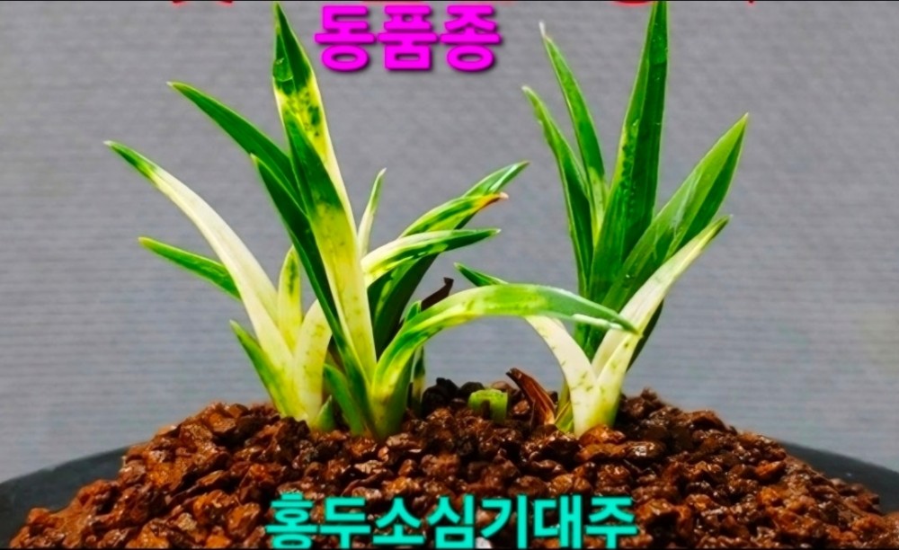 홍두소심기대주☆☆☆?