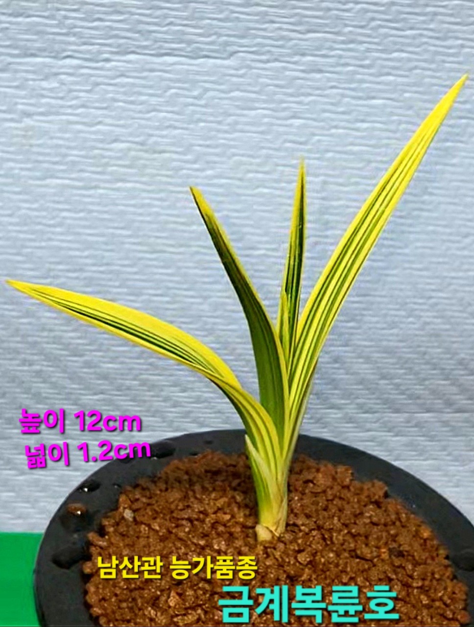 남산관능가품☆☆☆☆?