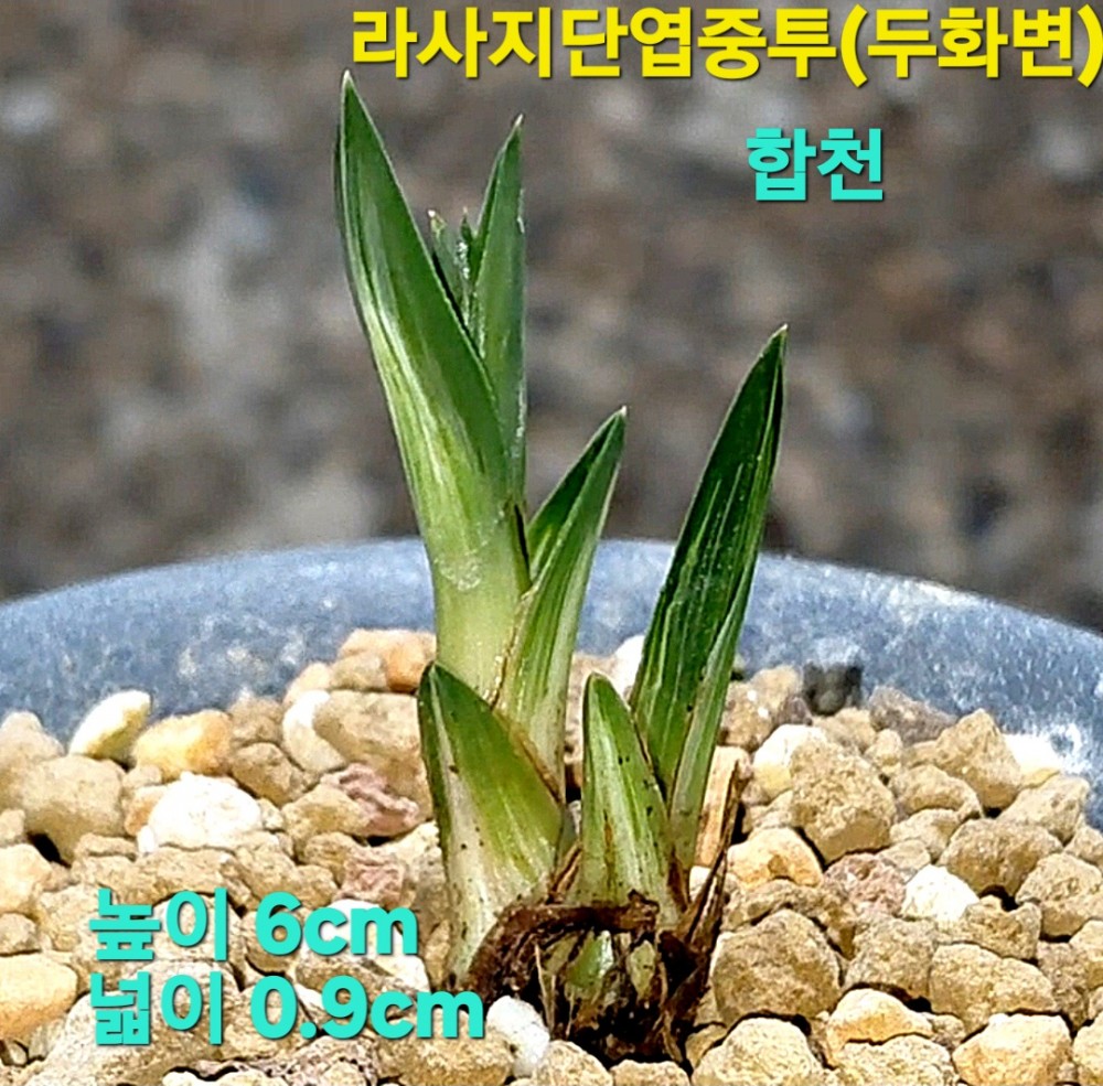 일생일란(신품종)☆☆?
