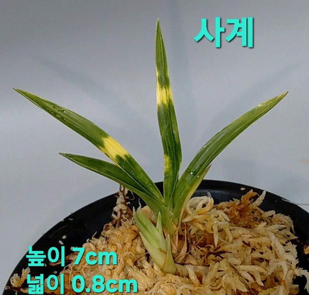 사계 ☆☆☆☆☆☆☆?