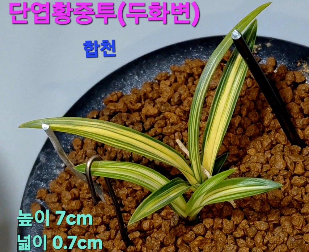 호정+천종을믹스한듯?