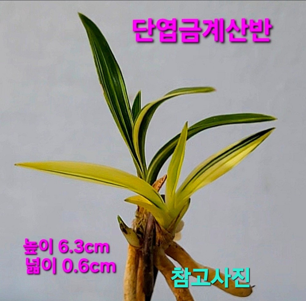 초대물급품종☆☆☆☆