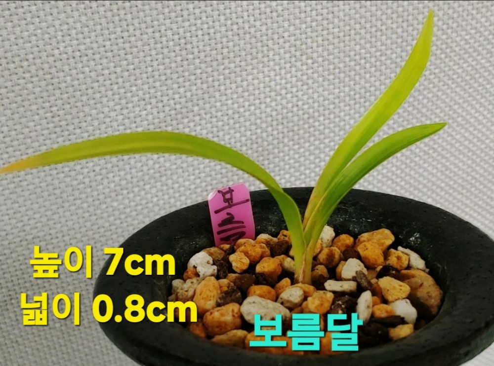 보름달종자목☆☆☆☆?
