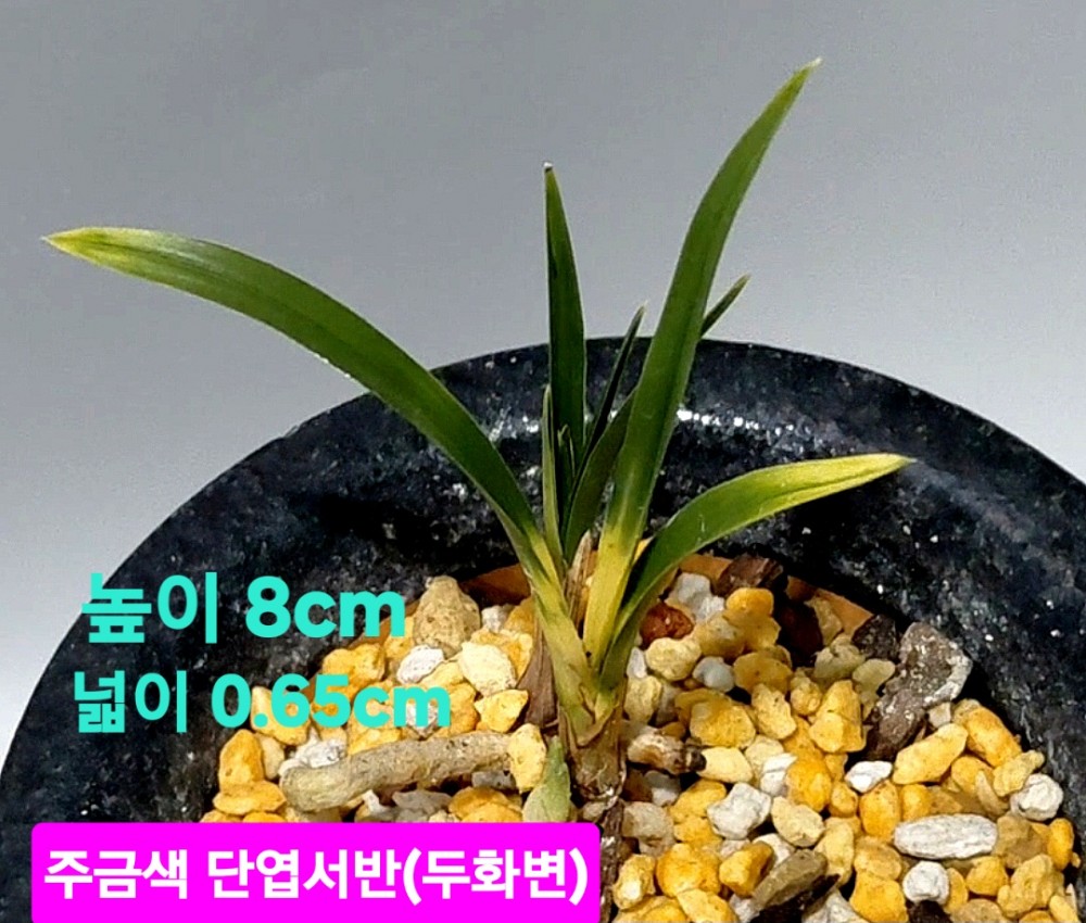 작지만당찬대물☆☆☆?