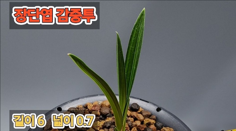 @@@ 종자목 하세요  @@@