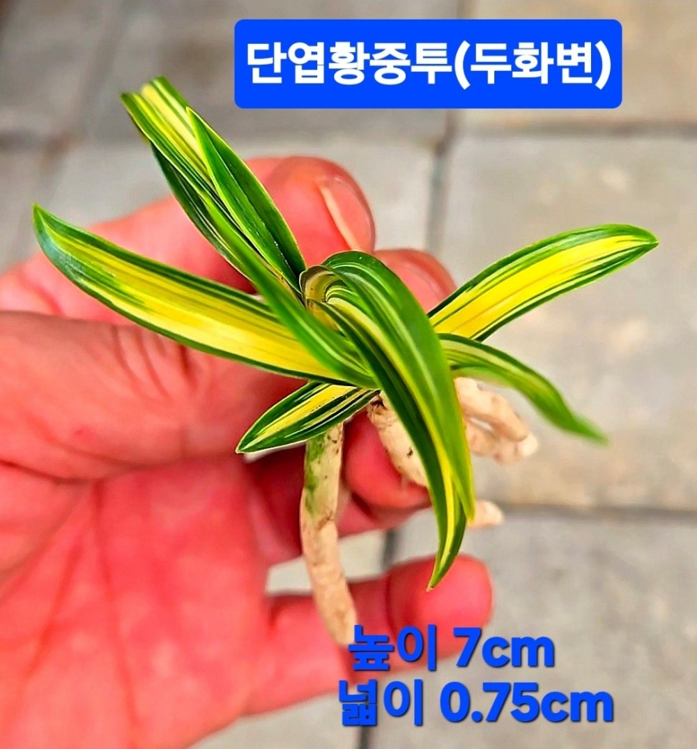 두마리토끼(호정+천종)?