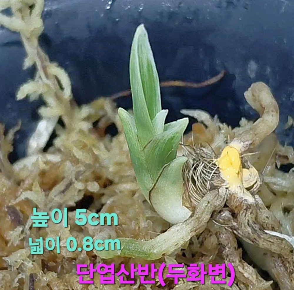 산반두화소심기대주☆?