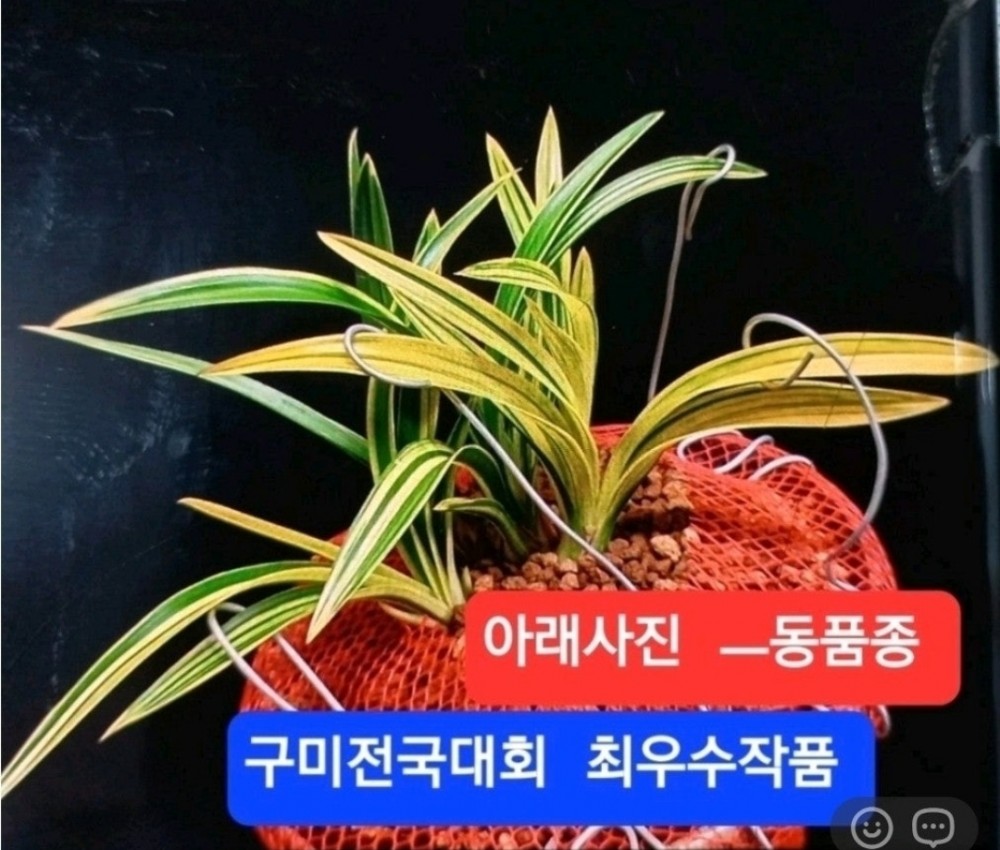 특급/특가품종☆☆☆?