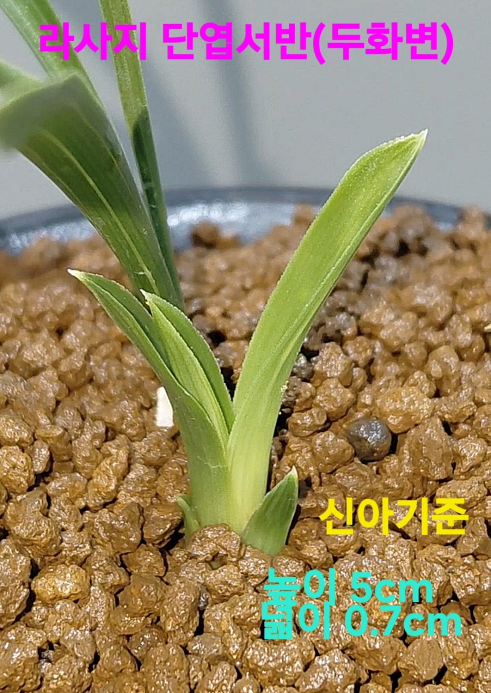 특가품종☆☆☆☆☆
