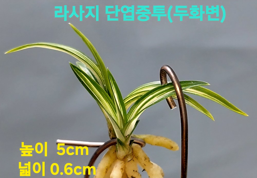 일생일란종자목☆☆☆?