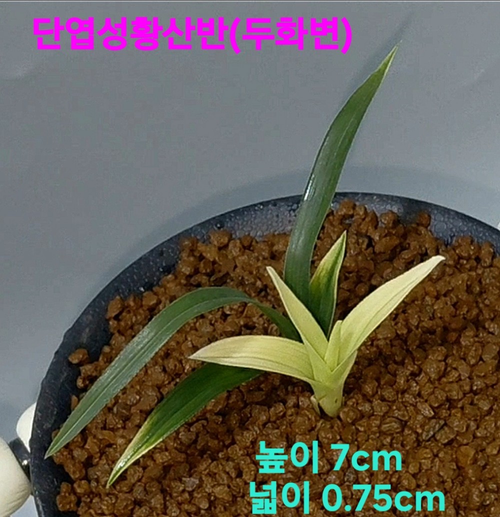 특급/특가품종☆☆☆?