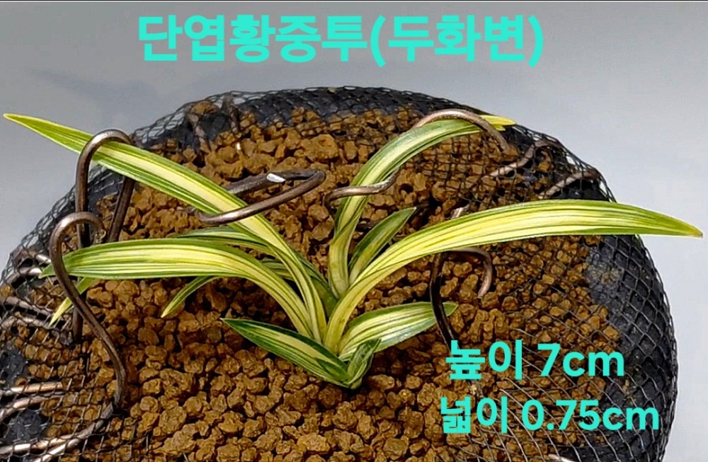 울트라급품종☆☆☆☆?