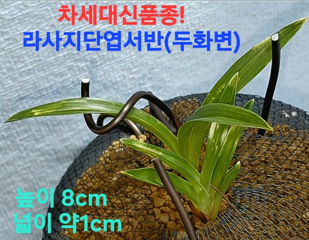 차세대신품종☆☆☆☆?