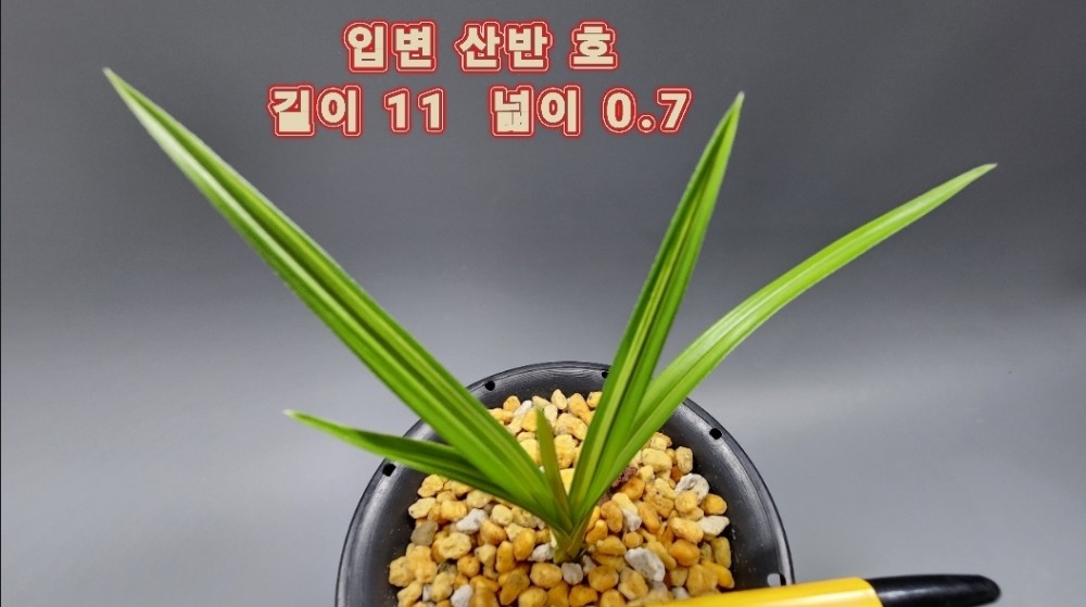 @@@ 종자목 하세요  @@@