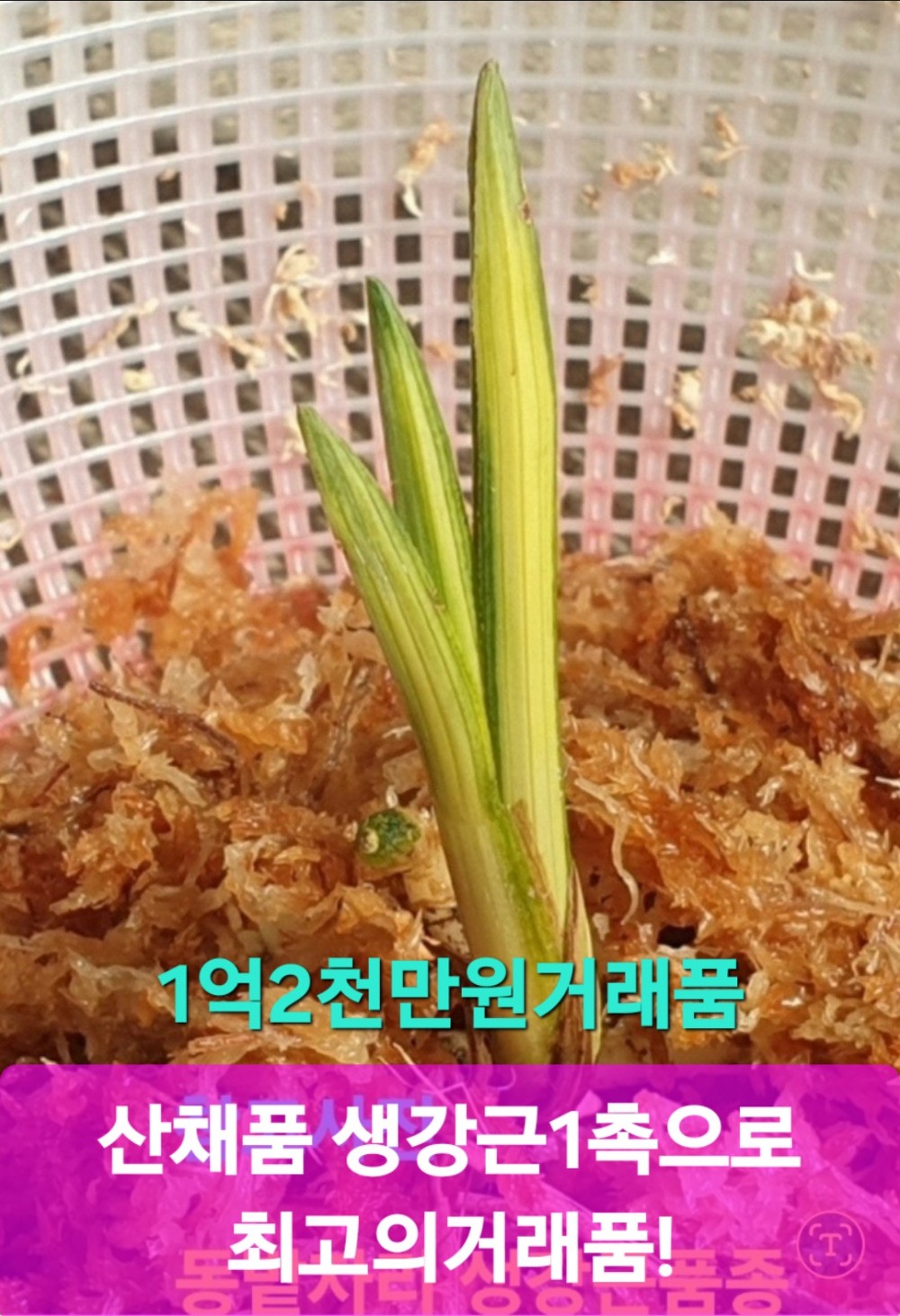 싱싱뉴스(최고의고가?