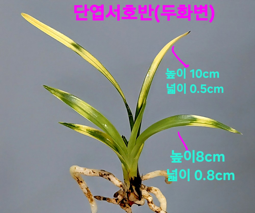 발전의진수품종☆☆☆?