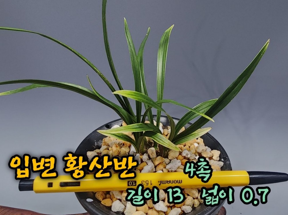 @@@ 종자목 하세요  @@@