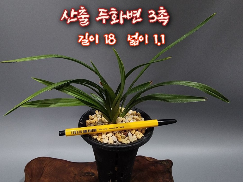 @@@ 종자목 하세요  @@@